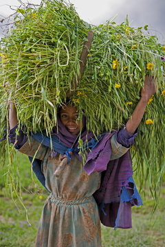 Portait of local girl carrying a large bundle of wheat and yellow Meskel flowers, Simien Mountains, The Ethiopian Highlands, Ethiopia