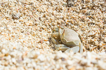 Ghost Crab