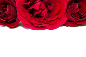 Naklejka premium red roses isolated on white