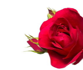 red rose isolated