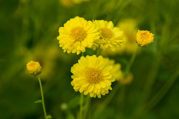 Yellow Chrysanthemum flower