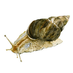 Watercolor snail illustration isolated on white background. Achatina fulica