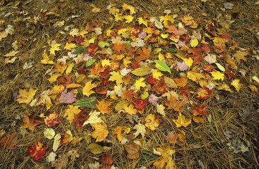 Pile of autumn leaves