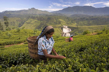 Women tea pickers, Tea Hills, Hill Country, Nuwara Eliya, Sri Lanka