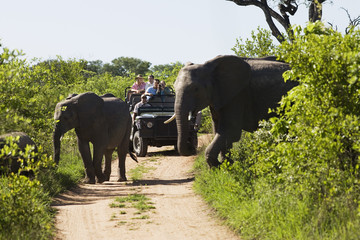 Two elephants crossing dirt road with tourists in jeep in background