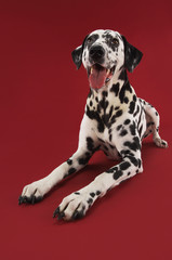 Dalmatian crouching with mouth open against red background