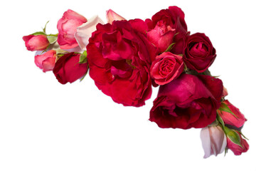 Fototapeta premium red rose flowers