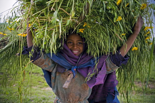Portait of local girl carrying a large bundle of wheat and yellow Meskel flowers, Simien Mountains, The Ethiopian Highlands, Ethiopia