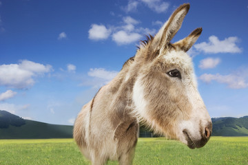 Naklejka na ściany i meble Closeup of a donkey standing in field against blue sky