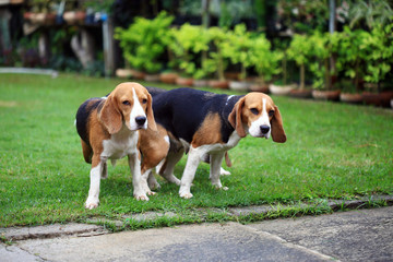 two purebred beagle dog making love in a garden
