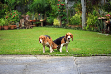 two purebred beagle dog making love in a garden
