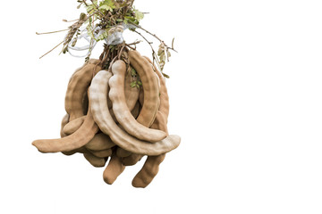 tamarind hanging on white ground,organic fresh tamarind,good for healthy eating and herb