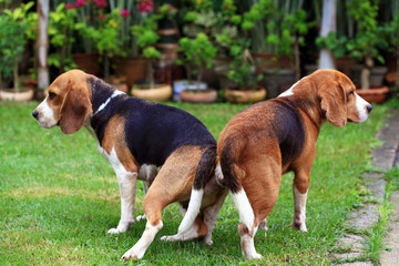 Naklejka na ściany i meble two purebred beagle dog making love in a garden 