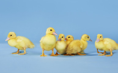 Small group of ducklings against blue background