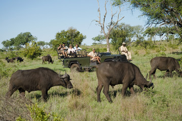 Herd of African buffaloes (Syncerus caffer) with tourists in jeep in background © MDBPIXS