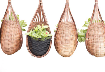 Obraz premium Plant in basket hanging on white background,hanging basket plant,little tree in the old handmade Basket Weave hanging