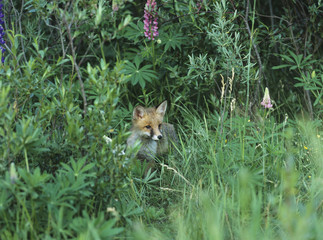 Fox cub standing by bushes