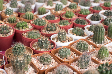 Fototapeta premium Set cactus, succulent plants in pot,