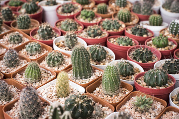 Set cactus, succulent plants in pot,