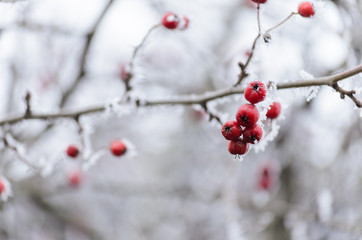 Hawthorn berries covered in frost