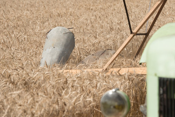 wheat harvest in the old way