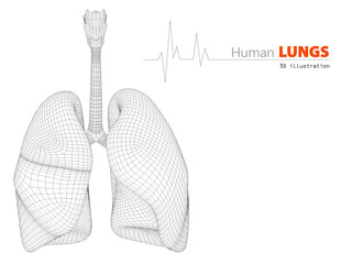 3D illustration of Lungs - Part of Human Organic.