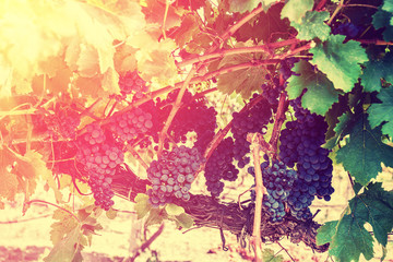 Obraz na płótnie Canvas Red wine grapes on the grapevine at sunset light