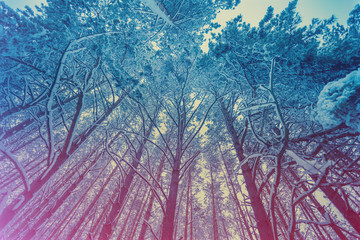 Pine snowy forest in winter. Gradient color