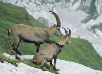 Couple of alpine ibexes