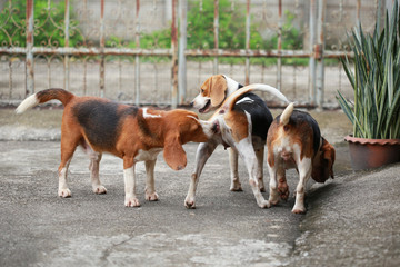 Naklejka na ściany i meble Happy beagle dogs playing in lawn 