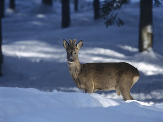 Fototapeta premium Young deer in snow