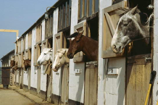 Horses in stables