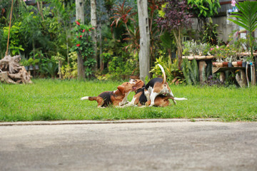 Happy beagle dogs playing in lawn
