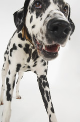 Closeup of a Dalmatian standing against white background