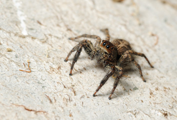 Closeup of the nature of Israel -  Salticidae spider on the tree