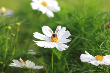 Bee on cosmos flower.