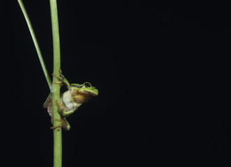 Tree frog balancing on stalk