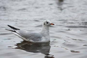 Seagull on the lake