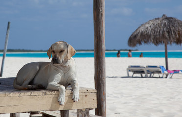 happy dog resting on the porch of a house in the Caribbe