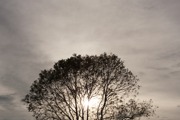 Fototapeta premium Tree Silhouette