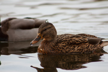 Duck on the lake.