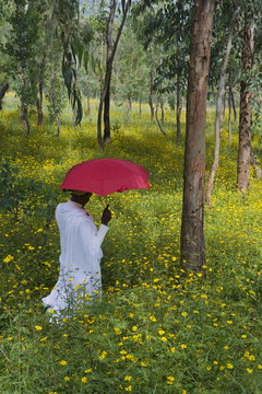 Ethiopian woman holding a red umbrella in a fertile green field of Eucalyptus trees and blooming yellow Meskel flowers, The Ethiopian Highlands, Ethiopia