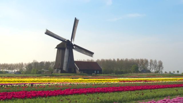 AERIAL: Pretty colorful blooming tulips in rows and old vintage wooden windmill