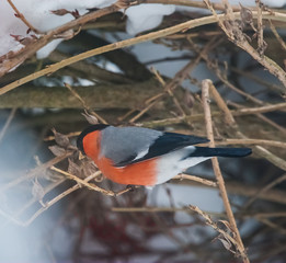 A male bullfinch feeding on seeds in the bush on winter’s day
