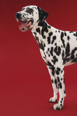 Side view of a Dalmatian standing against red background