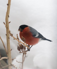 A male bullfinch feeding on seeds in the bush on winter’s day