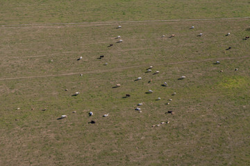 aerial view of herd of cows at summer green field