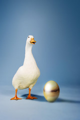 Goose standing by golden egg against blue background