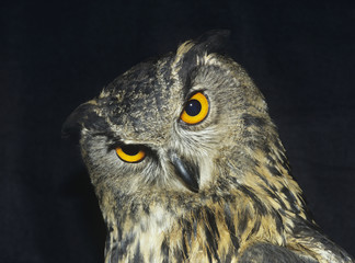 Owl head shot