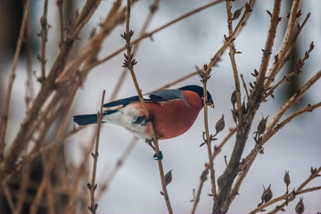 A male bullfinch feeding on seeds in the bush on winter’s day